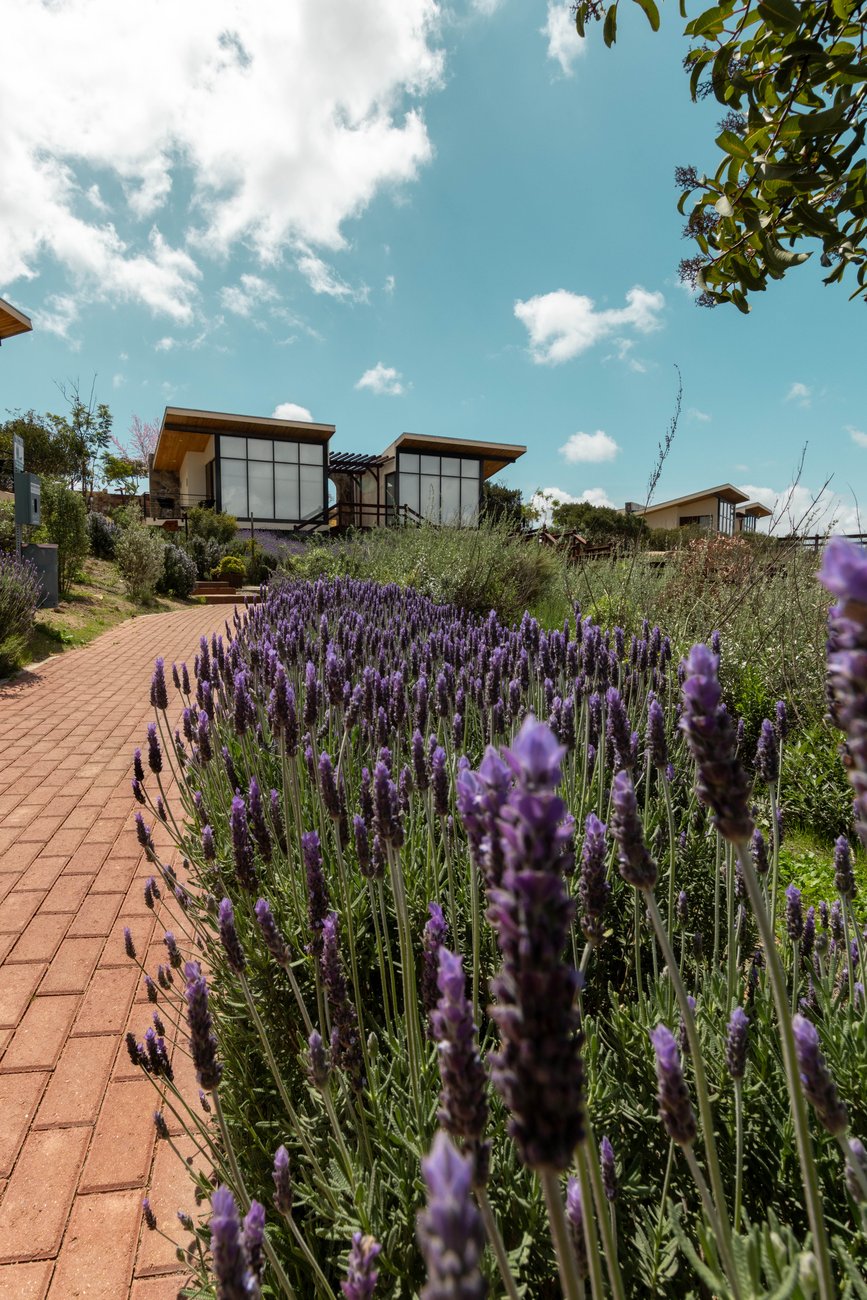 Sendero de lavanda entre las villas